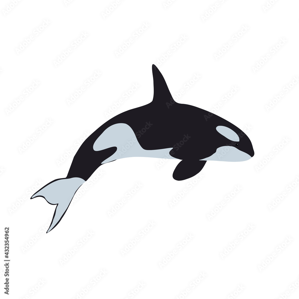 Fototapeta premium Killer whale. Simple vector illustration. 