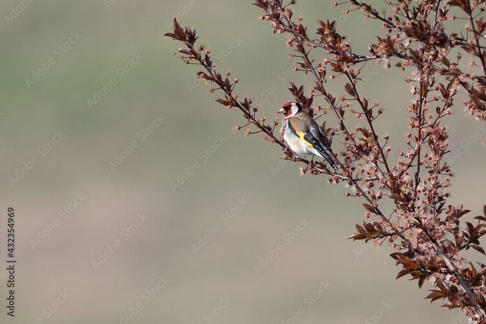 Goldfinch (Carduelis carduelis) on a tree branch with nice blurry background Goldfinch (Carduelis carduelis) on a tree branch with nice blurry background