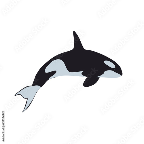 Killer whale. Simple vector illustration. 