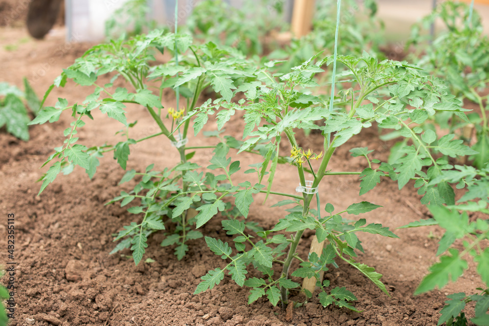 Young tomato plants that are grown in a greenhouse - stem, flower, leaves, blossoms Young tomato plants that are grown in a greenhouse - stem, flower, leaves, blossoms