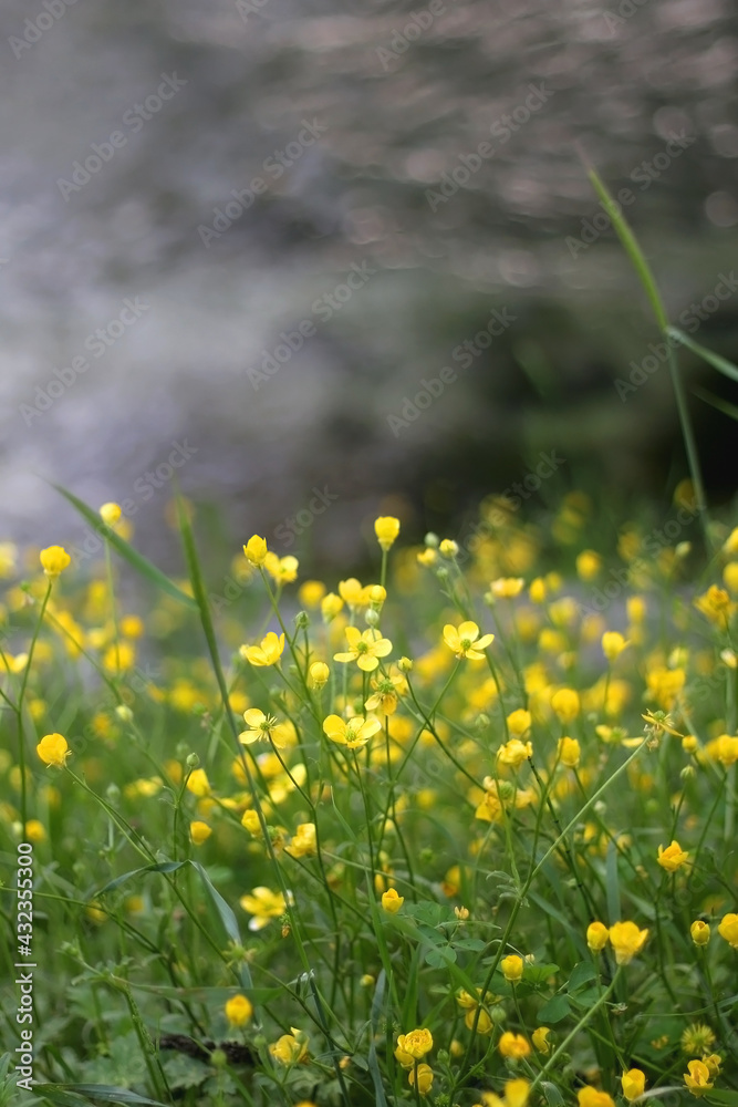 Fototapeta premium Yellow flowers growing by the river. Selective focus.