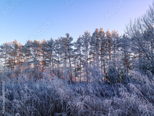 winter forest at sunset © Нина Бирюкова