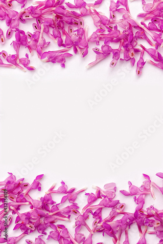  frame of small pink spring flowers on a white background  © leanna