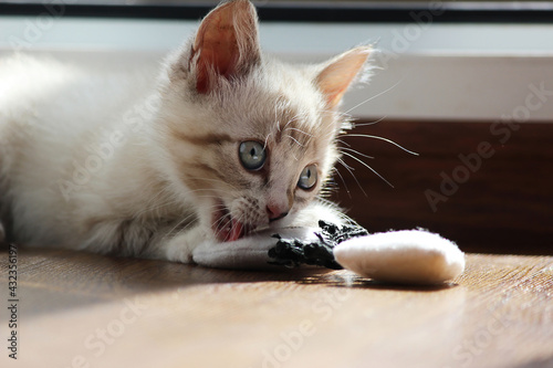 Funny kitten plays with a toy, selective focus. © Лариса Ильина