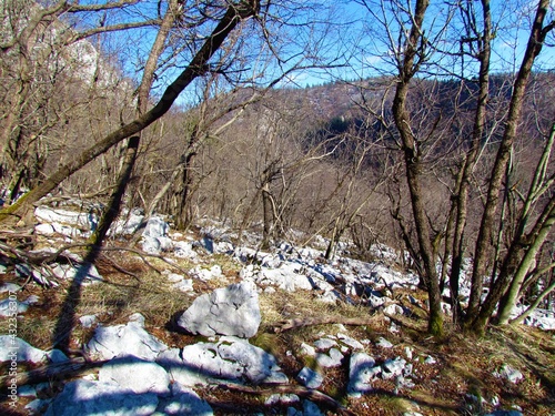 European hop-hornbeam (Ostrya carpinifolia) forest with large rocks covering the ground in Littoral refion of Slovenia © kato08