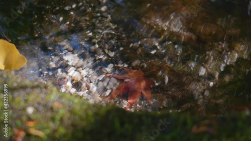 紅葉と水
