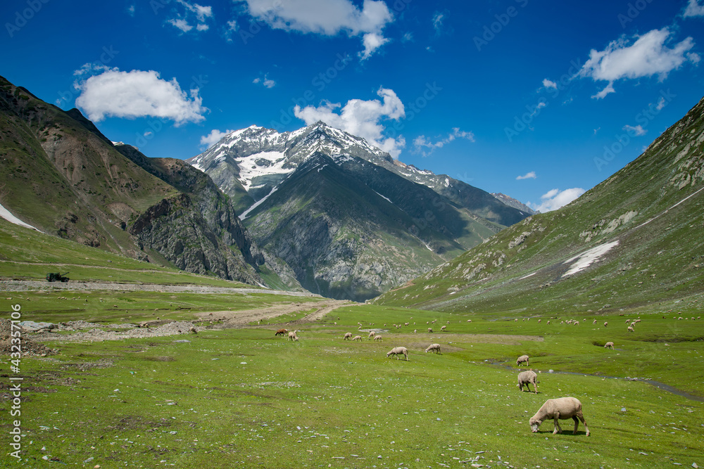 Beautiful mountain summer sheep field at sonamarg, Jammu and Kashmir state, India