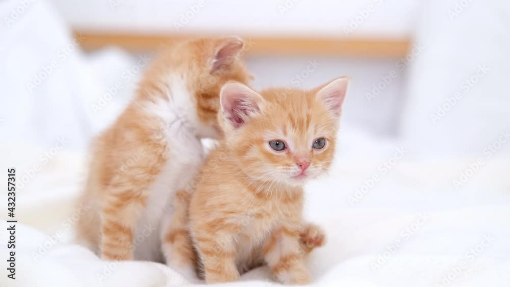 4k Portrait two striped red ginger kittens wake up, yawn and stretch. Kitties looking at camera. Concept of happy adorable cat pets. Slow motion 4k Portrait two striped red ginger kittens wake up, yawn and stretch. Kitties looking at camera. Concept of happy adorable cat pets. Slow motion