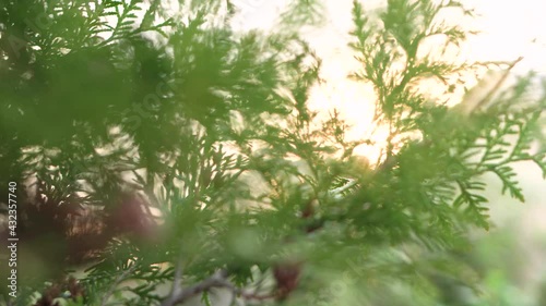Closeup of thuja branches with cones against the background of nature and bright sunlight in the golden hour
