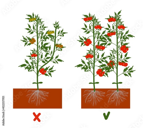 Planting tomatoes in the ground. Growing a tomato. Seedling. Disembarkation in the greenhouse. Vegetable growing technology. Horticulture. Determinant and indeterminate hybrids