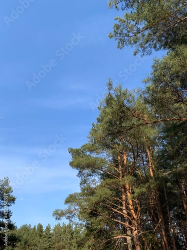 pine trees in the forest in spring with blue clear sky