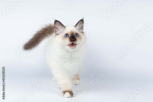 Sacred Birman kitten on a light background, birma