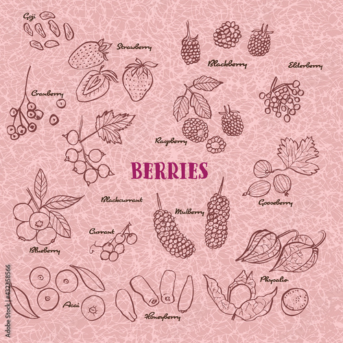 Hand drawn berries icon set illustration collection. Vector isolated line art berry set.