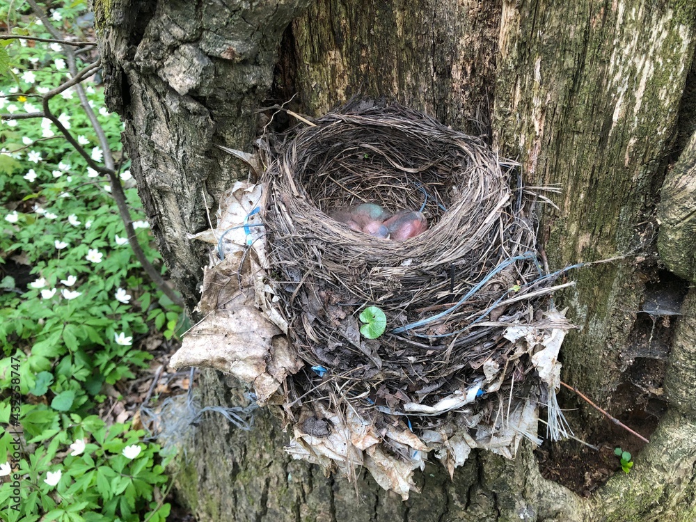 Naklejka premium bird nest on a tree