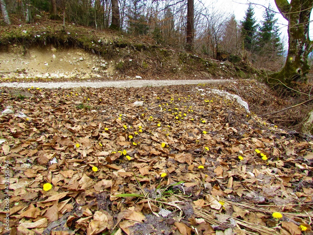 Yellow blooming coltsfoot (Tussilago farfara) next to path