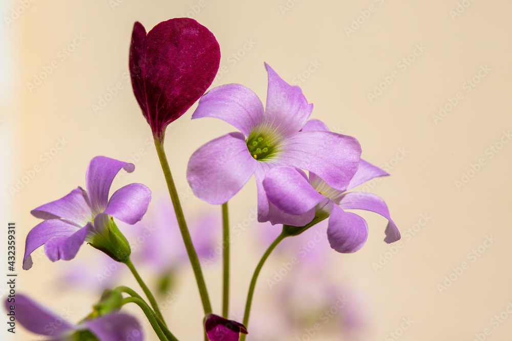 purple iris flowers