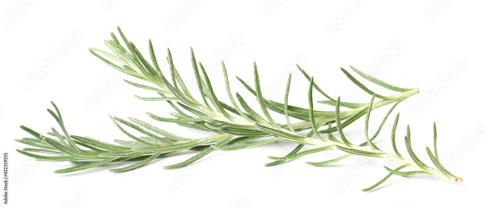 fresh Immortelle isolated on white background fresh Immortelle isolated on white background