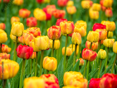 Fototapeta Naklejka Na Ścianę i Meble -  Blooming tulips. Beautiful spring flowers
