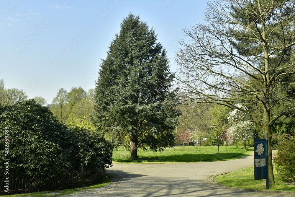 L'un des jeunes séquoias au parc Jean Sobieski à Laeken