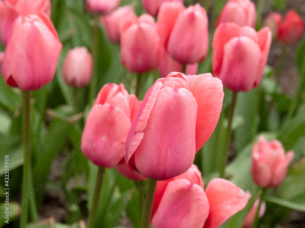 Blooming tulips. Beautiful spring flowers Blooming tulips. Beautiful spring flowers