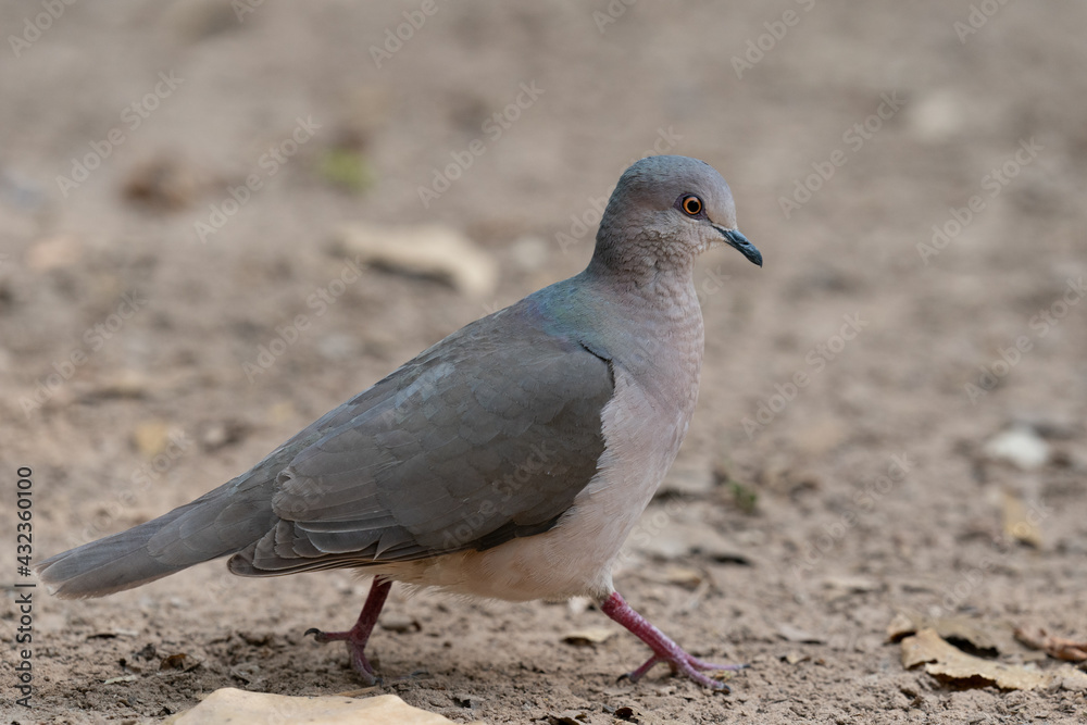 Fototapeta premium The white-tipped dove (Leptotila verreauxi)