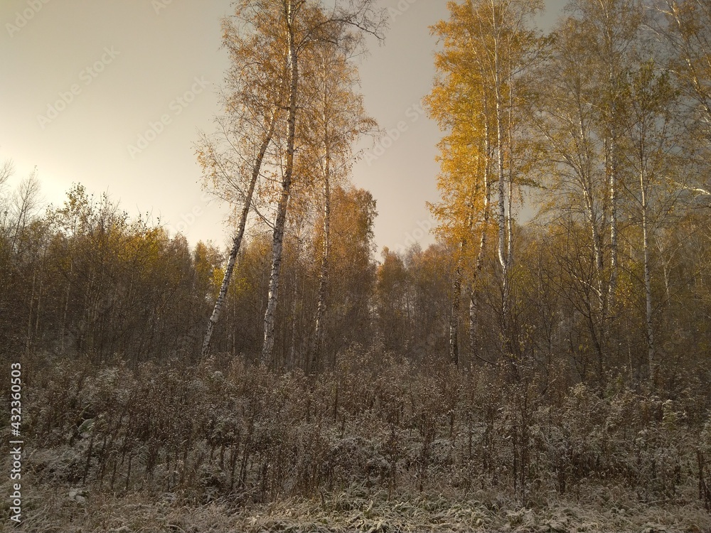 autumn with yellow leaves on trees in the forest journey in the snowfall autumn with yellow leaves on trees in the forest journey in the snowfall