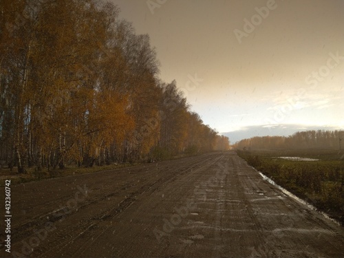 wet road in autumn with yellow leaves on trees in the forest journey