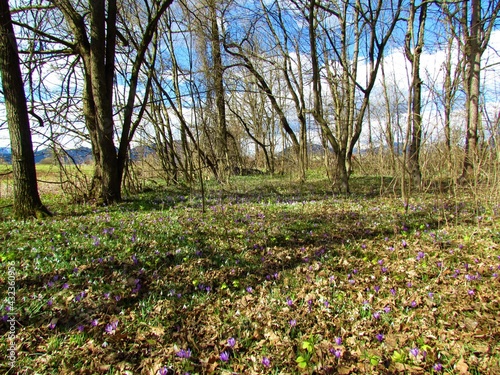 European hornbeam forest in spring with white common snowdrop (Galanthus nivalis), purple spring crocus (Crocus vernus) and green Helleborus odorus
