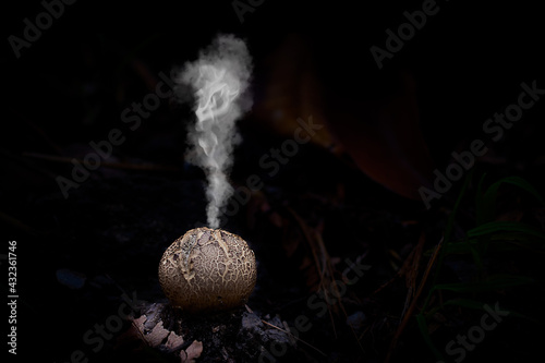 mushroom with a circular shape at the moment of expulsion of the spores into the air photo