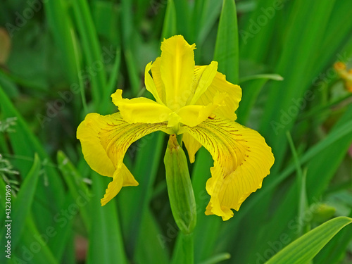 One yellow iris flower among the green foliage