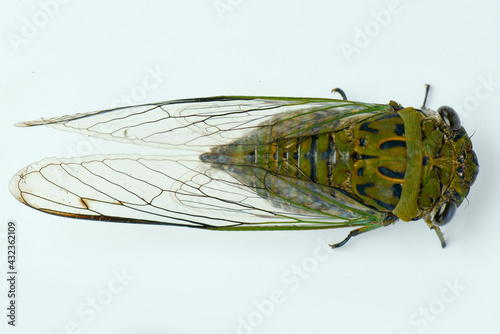 cicada on white ground © Dwi