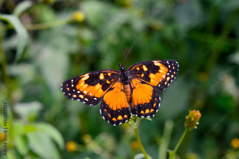 butterfly on flower butterfly on flower
