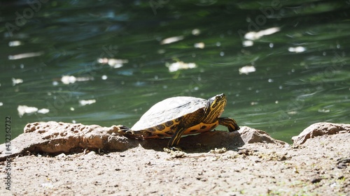 tortuga tomando el sol sobre las piedras del estanque de agua de mollerussa, de color amarillo, negro y gris, patas adaptadas para la vida acuática y terrestre, lérida, españa, europa  photo