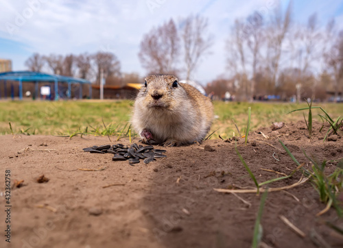 Gopher is eating sunflower seeds on the lawn. Close-up. Portrait of an animal. © vadim
