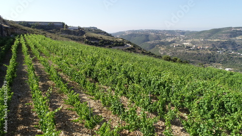 Harvest season in the vineyard. Different types of wine. Syrah, Cabernet franc, Cabernet Sauvignon and Merlot. Summertime. Vineyard walk. Lebanese wine in progress. Family business in the mountain