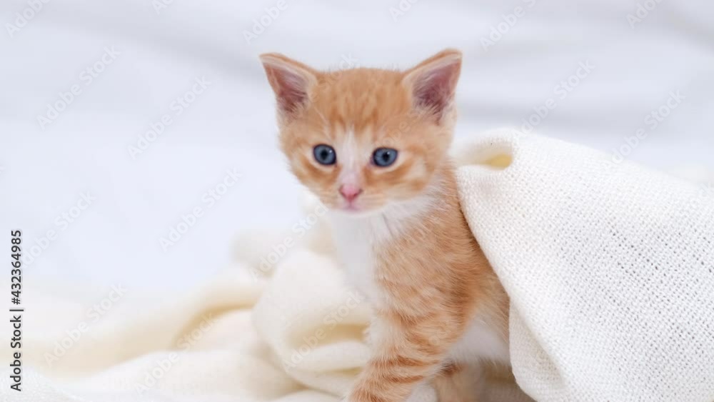 4k Small ginger striped domestic playful kitten crawls out from under the blanket. Red cat hiding under white blanket on bed at home.Kitten looking at camera 4k Small ginger striped domestic playful kitten crawls out from under the blanket. Red cat hiding under white blanket on bed at home.Kitten looking at camera