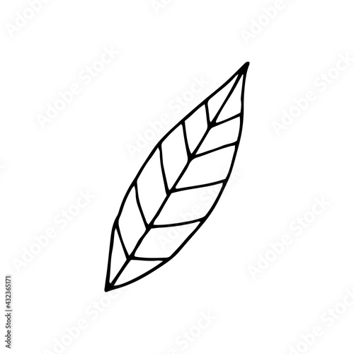 Leaf from a tree. Summer. Plant. Vector hand-drawn doodle illustration. Silhouette. Black and white outline. Coloring.