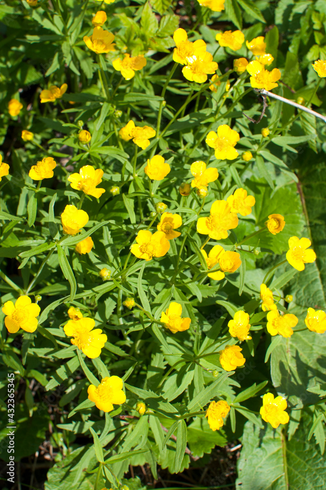 Background, texture. Early spring, small yellow flowers.