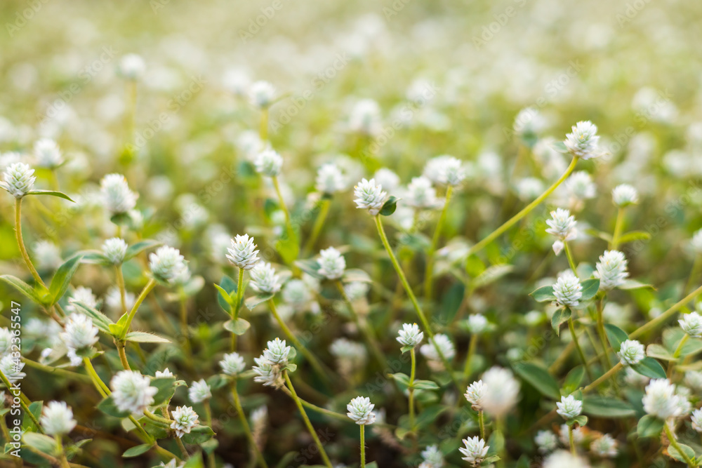 Gomphrena weed flower background, Wild globe everlasting. Gomphrena weed flower background, Wild globe everlasting.