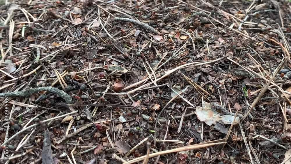 Anthill in the forest, close-up. Many large forest ants. Small insects live in the anthill. Anthill in the forest, close-up. Many large forest ants. Small insects live in the anthill.