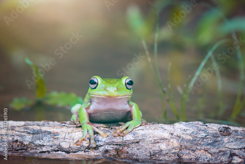 frog on the leaf © Dwi