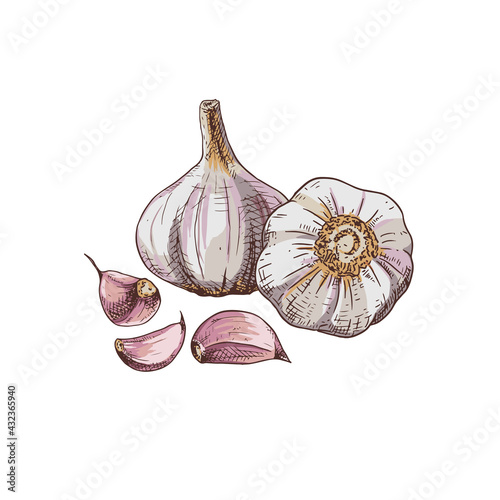 Hand drawn colorful garlic. Vector illustration isolated on white background.