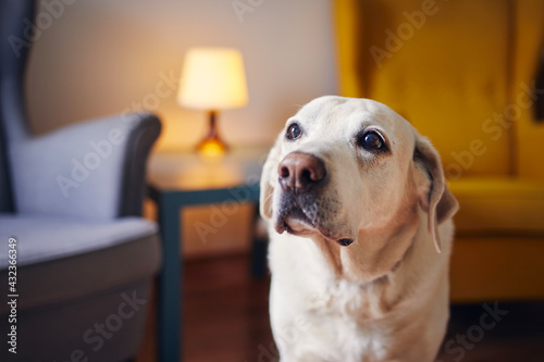 Domestic life with dog. Portrait of cute senior labrador retriver at home.