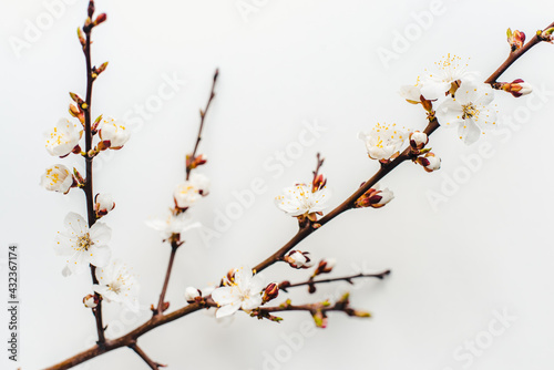 cherry branches on a white background, cherry blossoms, cherry flowers on a white background 