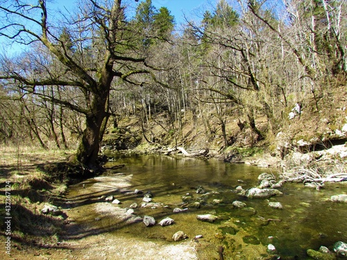 Rak creek in Rakov skocjan in Notranjska  Slovenia flowing through a forest in spring