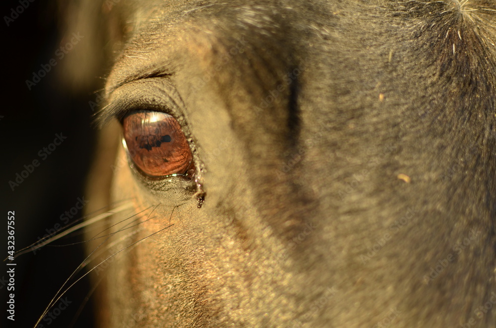 close up of a horse head