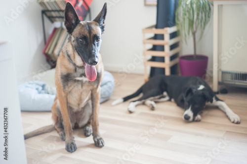 Malinois dog, belgian sheperd two dogs at home