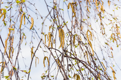 birch branches against the sky, birch catkins against the sky, young leaves, spring birch  © lelya198814