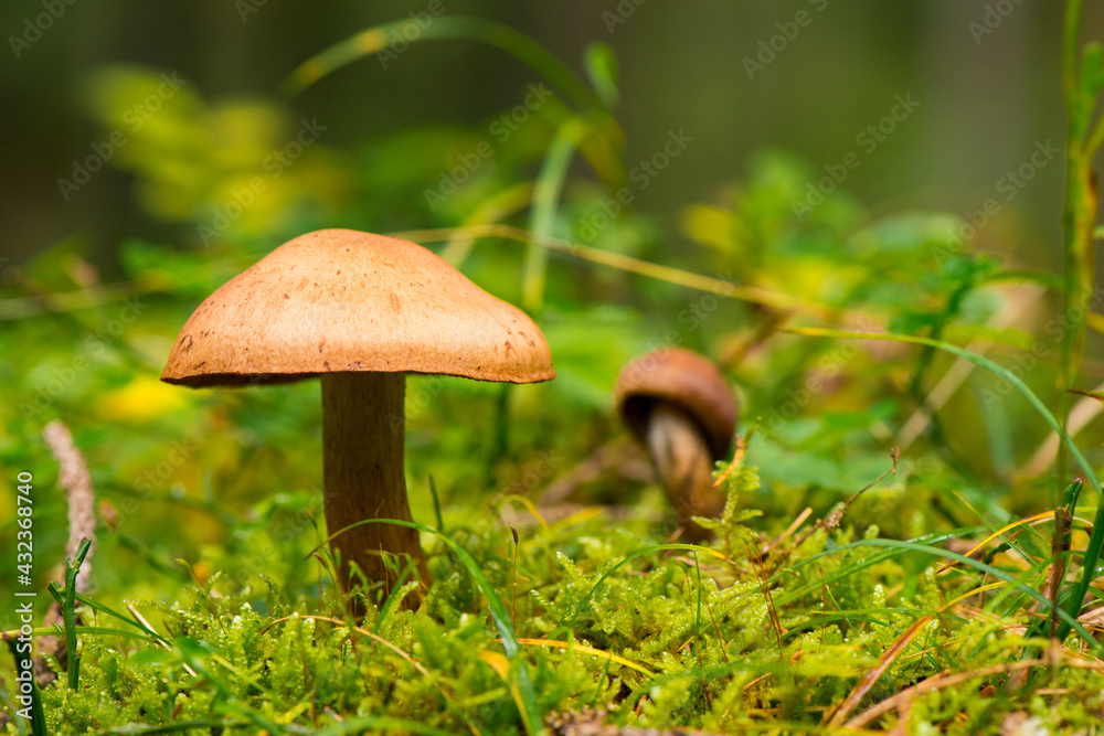 Fototapeta premium Waldspaziergang