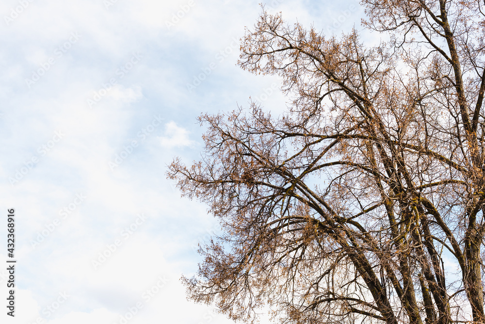 tree against the background of the sky, branches against the background of the sky tree against the background of the sky, branches against the background of the sky